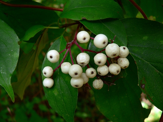 {Cornus stricta}